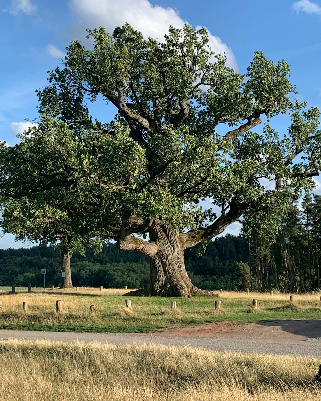 A broad old oak under a blue sky