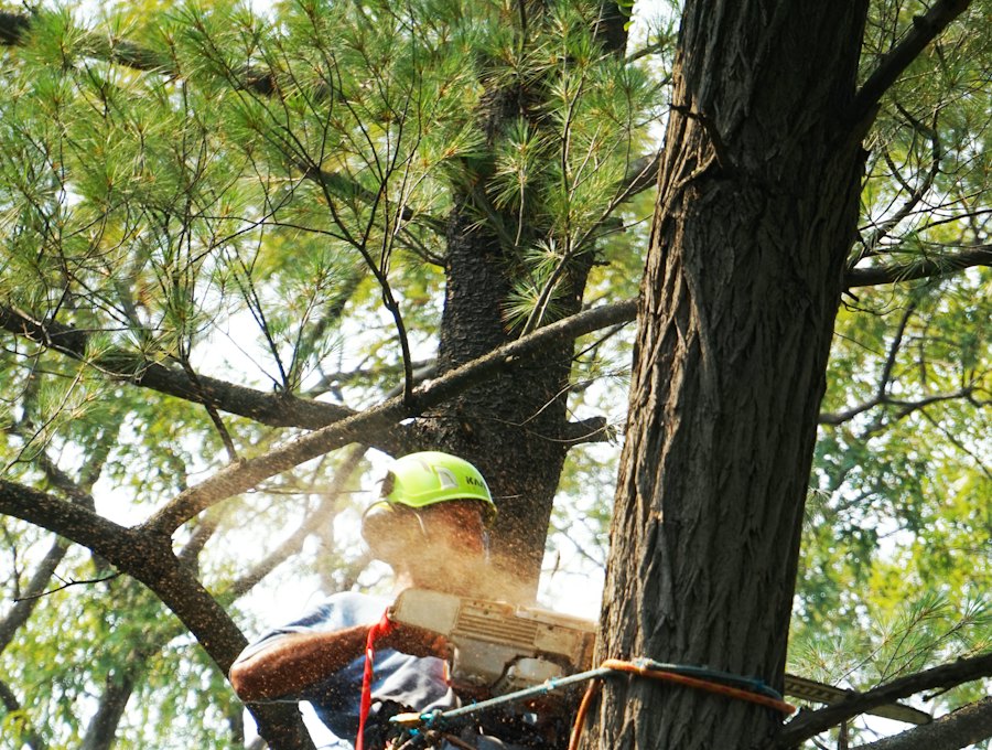 An arborist working in a tree canopy