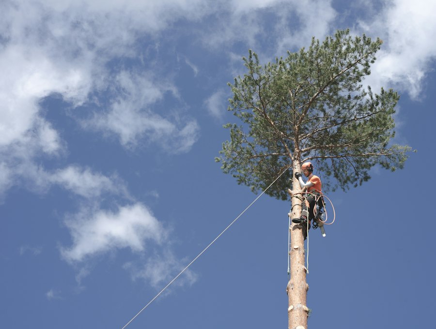 A climber roped in at the top of a tall trunk