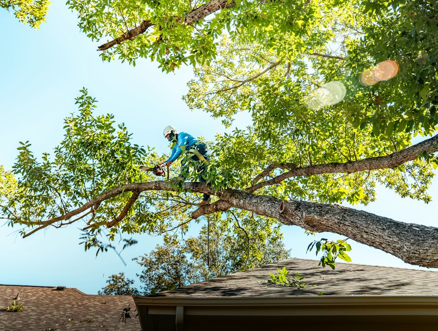 An arborist trimming a limb above a roof